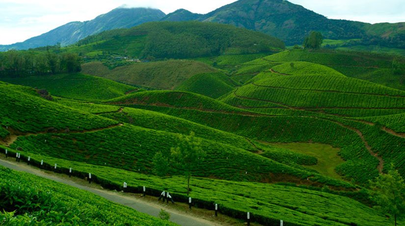 Kovalam - Kumarakkom - Thekkady - Munnar