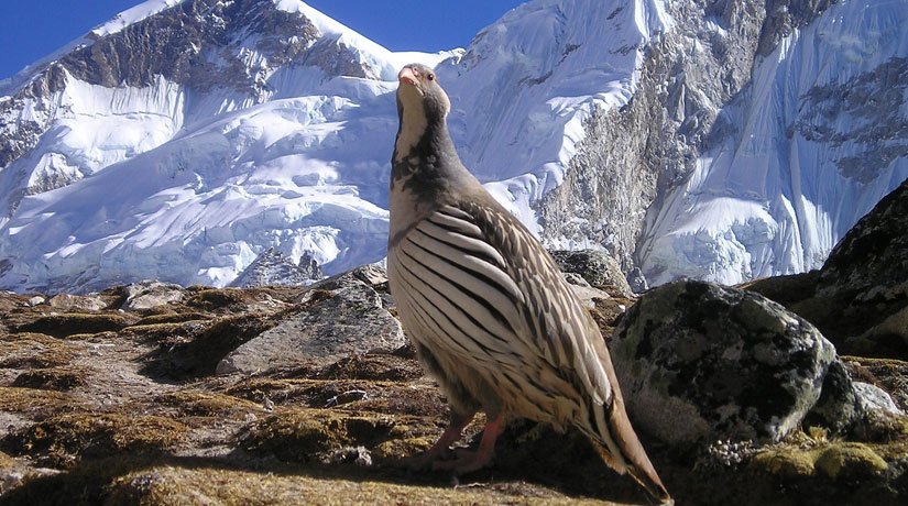 Nepal