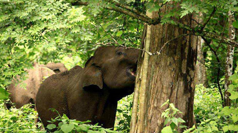 North Kerala - Wayanad - Kabini Coorg